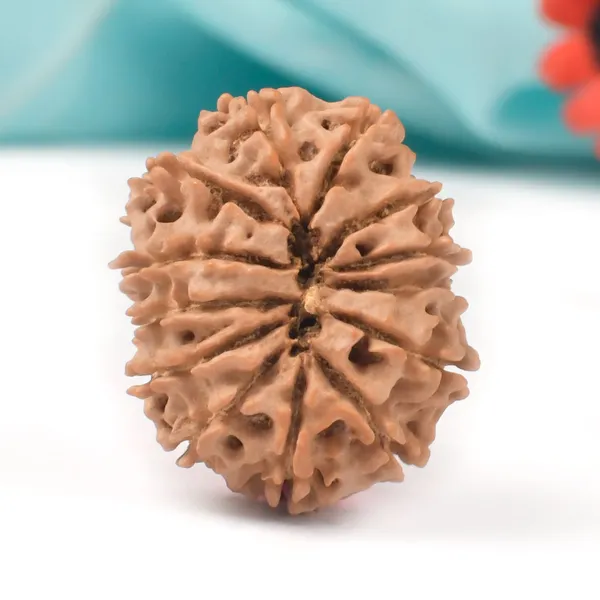 Techpandit_13_Mukhi_Nepal_Large_Brown_Rudraksha_Bead