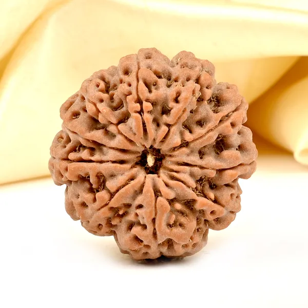 10_Mukhi_From_Nepal_Large_Ccxvi