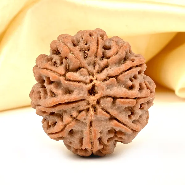 10_Mukhi_From_Nepal_Large_Ccxvi