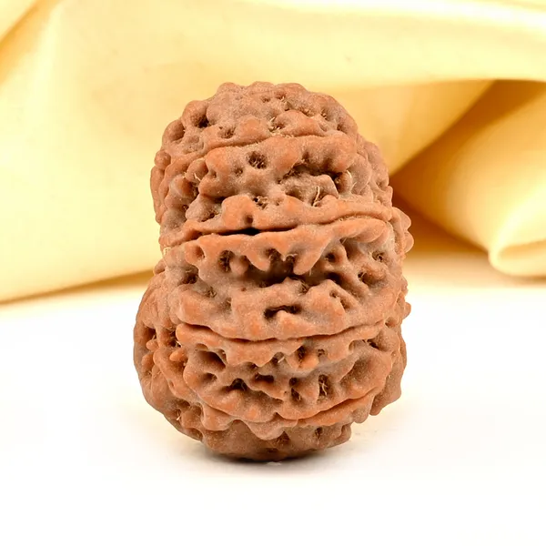 10_Mukhi_From_Nepal_Large_Ccxvi