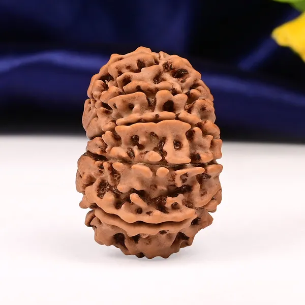 11_Mukhi_Rudraksha_Bead_Nepal
