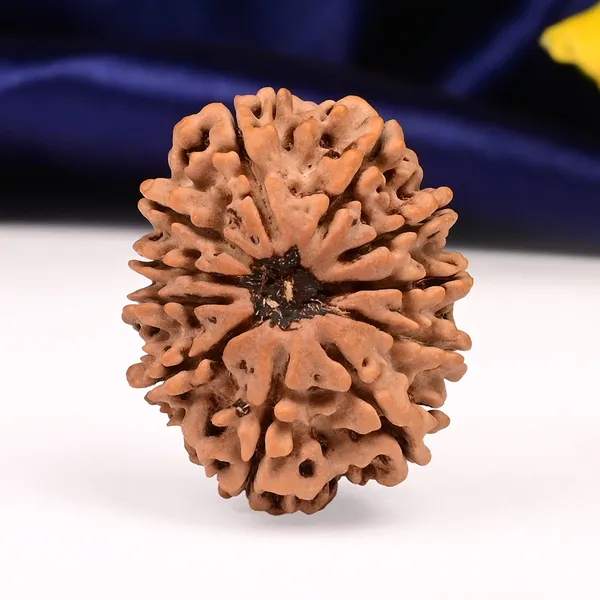 11_Mukhi_Rudraksha_Bead_Nepal