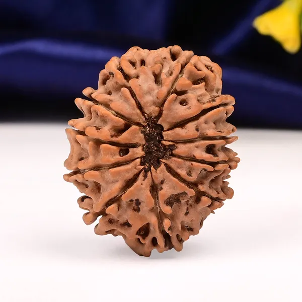 11_Mukhi_Rudraksha_Bead_Nepal