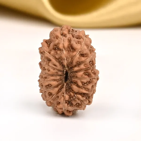 14_Mukhi_From_Java_Indonesia_Small_Cdi