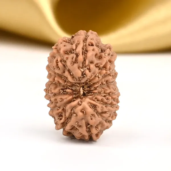 14_Mukhi_From_Java_Indonesia_Small_Cdi