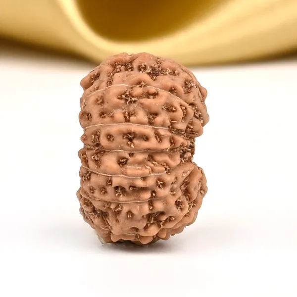 14_Mukhi_From_Java_Indonesia_Small_Cdi