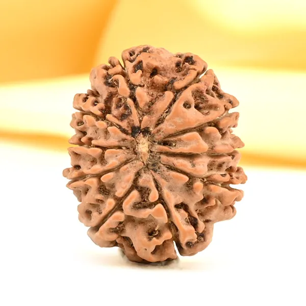 10_Mukhi_From_Nepal_Small_Cdiii