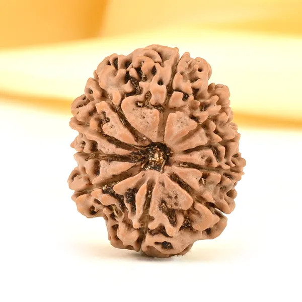 10_Mukhi_From_Nepal_Small_Cdiii