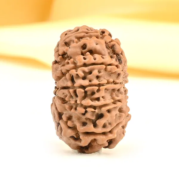 10_Mukhi_From_Nepal_Small_Cdiii