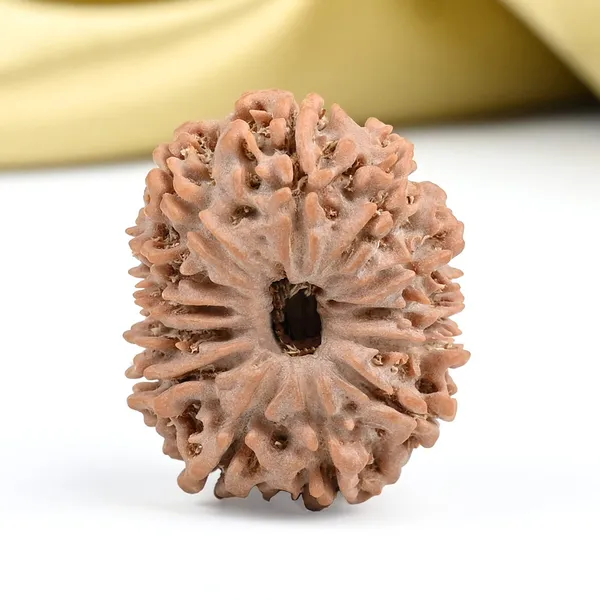 Techpandit_13_Mukhi_Nepal_Brown_Rudraksha_Bead