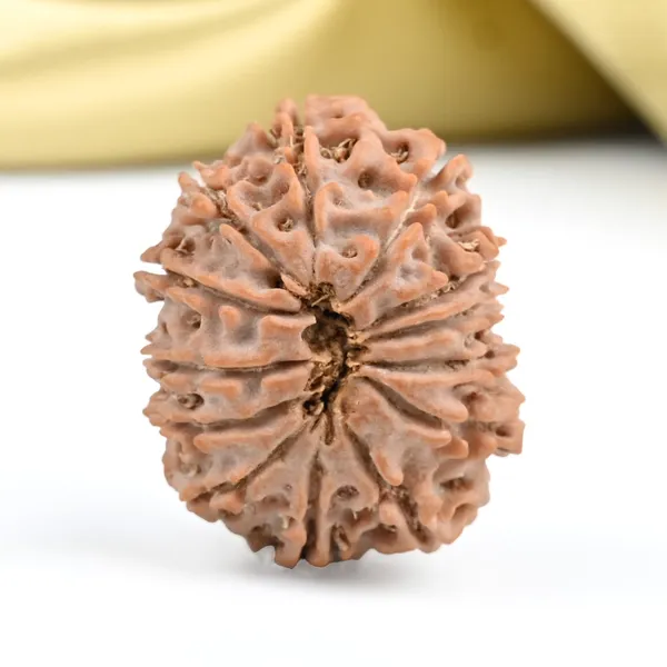 Techpandit_13_Mukhi_Nepal_Brown_Rudraksha_Bead