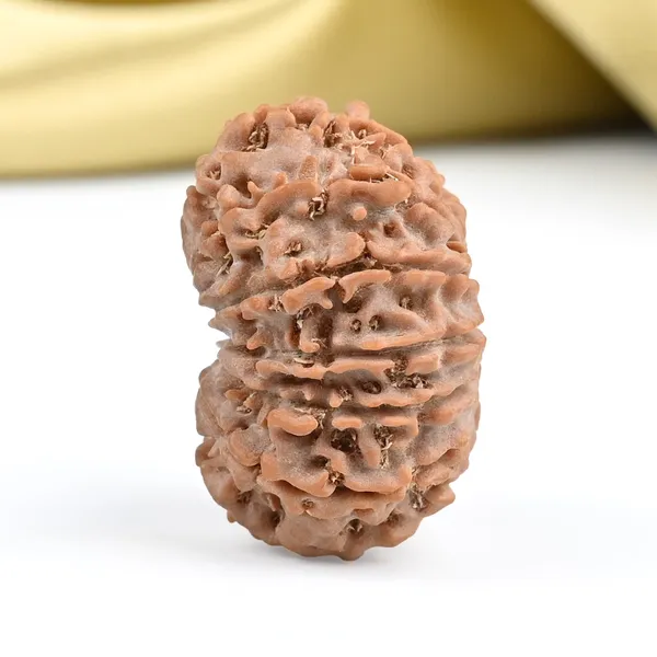 Techpandit_13_Mukhi_Nepal_Brown_Rudraksha_Bead