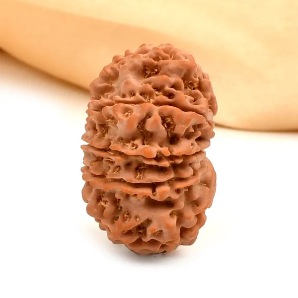 10_Mukhi_From_Nepal_Cclxxxi
