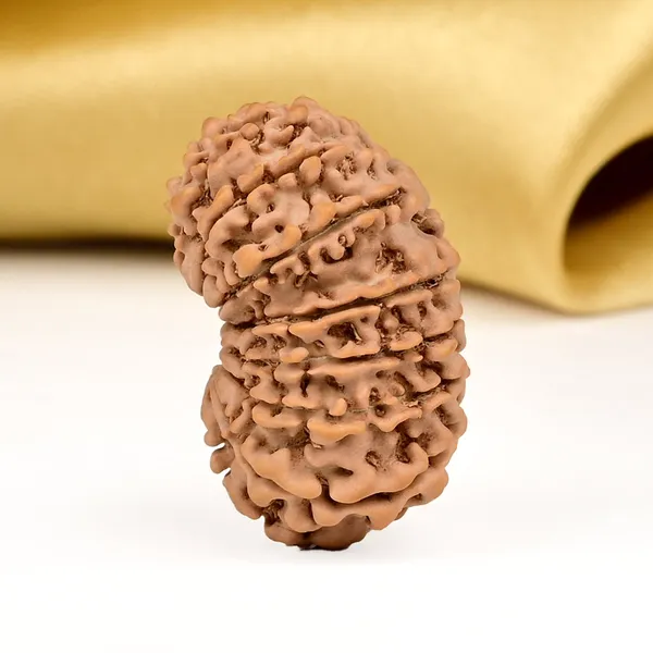 16_Mukhi_From_Nepal_Tiny_I