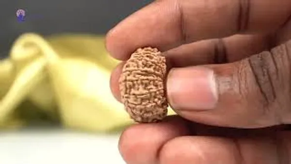 16_Mukhi_From_Nepal_Tiny_I