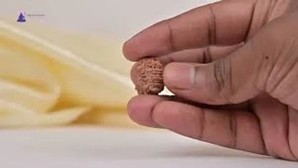 14_Mukhi_Rudraksha_Bead_Nepal_Tiny