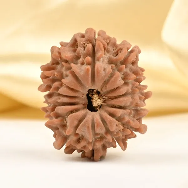 14_Mukhi_Rudraksha_Bead_Nepal_Tiny