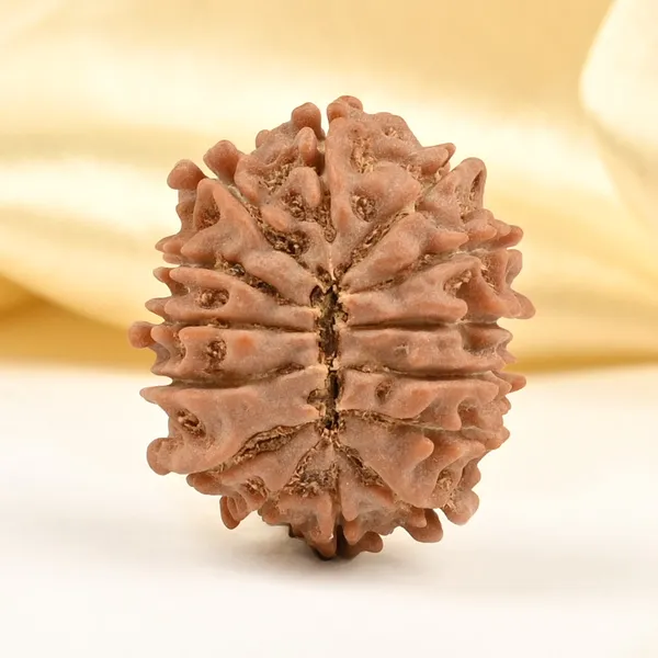 14_Mukhi_Rudraksha_Bead_Nepal_Tiny