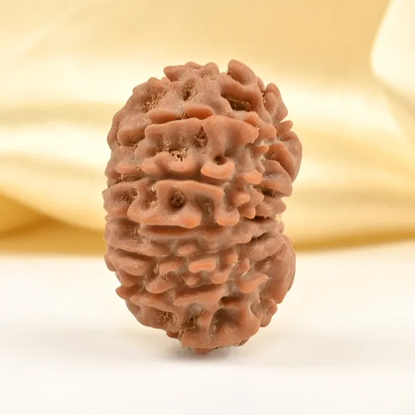 14_Mukhi_Rudraksha_Bead_Nepal_Tiny