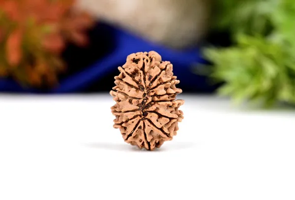14_Mukhi_Rudraksha_Bead_From_Nepal