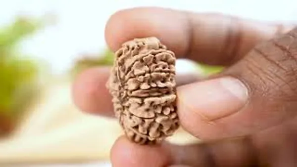 14_Mukhi_Rudraksha_Bead_From_Nepal