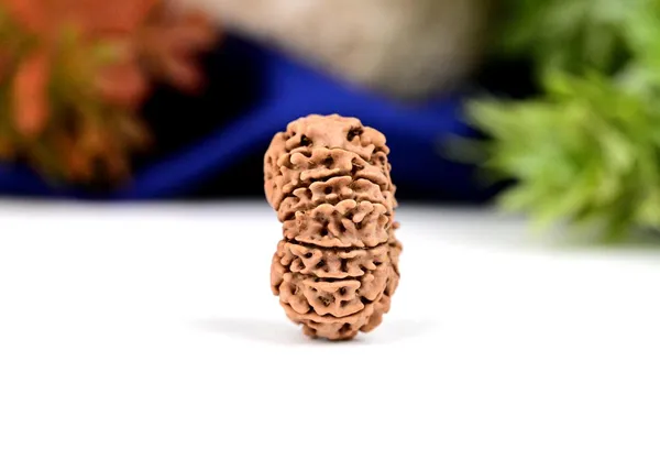 14_Mukhi_Rudraksha_Bead_From_Nepal