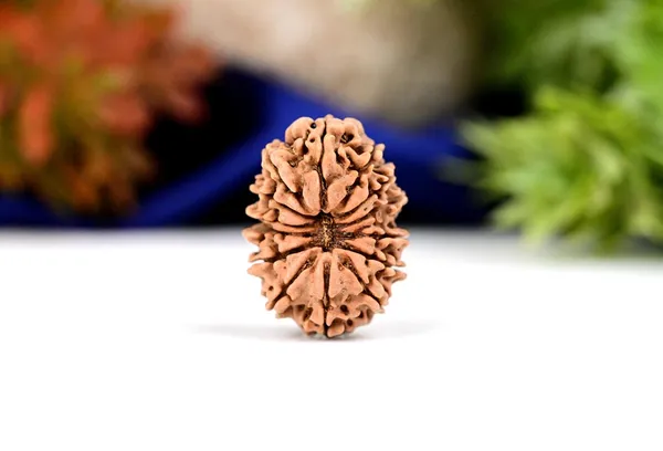 14_Mukhi_Rudraksha_Bead_From_Nepal