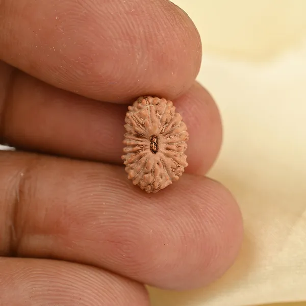 18_Mukhi_From_Java_Indonesia_Small_Ccxxx