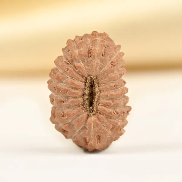 18_Mukhi_From_Java_Indonesia_Small_Ccxxx