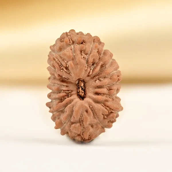 18_Mukhi_From_Java_Indonesia_Small_Ccxxx