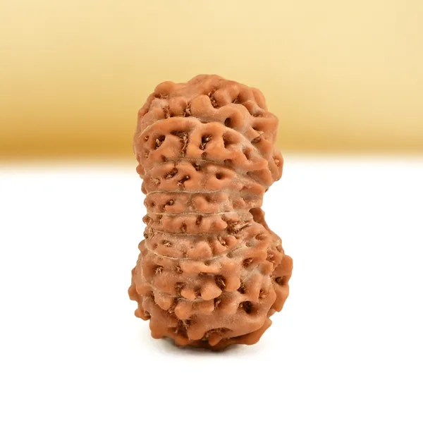 16_Mukhi_From_Java_Indonesia_Small_Cxc