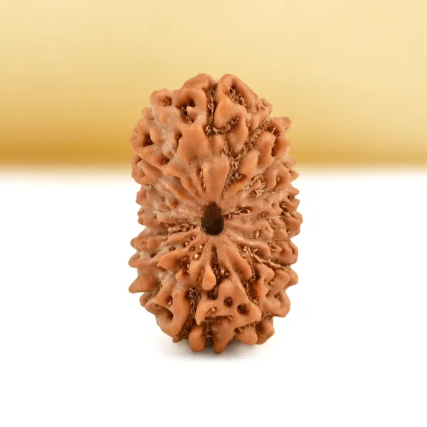 16_Mukhi_From_Java_Indonesia_Small_Cxc