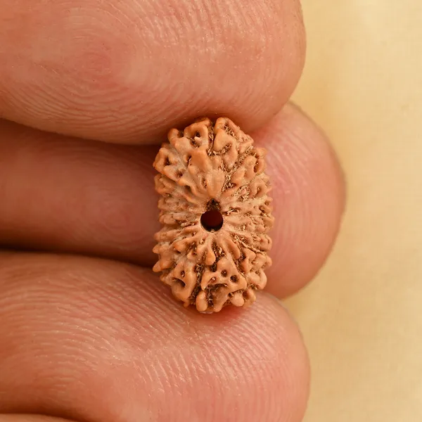 16_Mukhi_From_Java_Indonesia_Small_Cxc