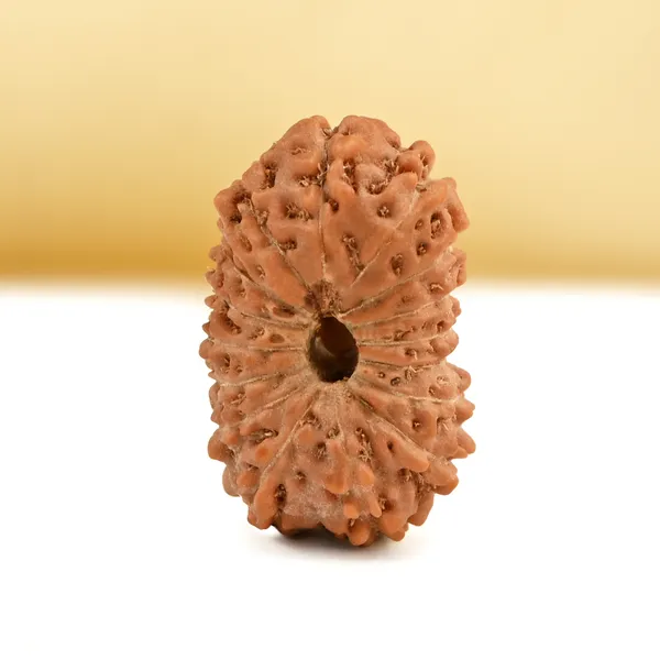 16_Mukhi_From_Java_Indonesia_Small_Cxc