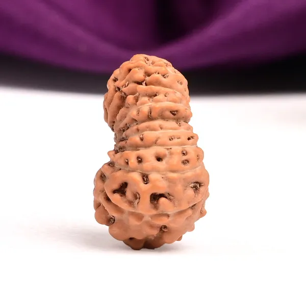 17_Mukhi_Indonesian_Rudraksha_Bead_-_Katyayani_Devi