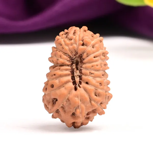 17_Mukhi_Indonesian_Rudraksha_Bead_-_Katyayani_Devi