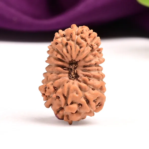 17_Mukhi_Indonesian_Rudraksha_Bead_-_Katyayani_Devi