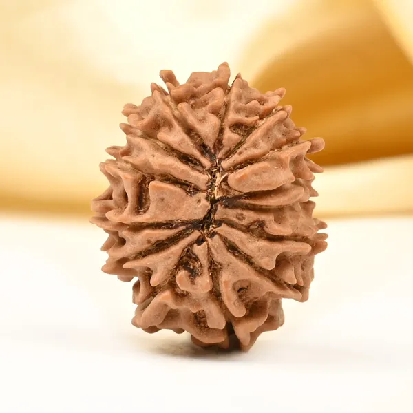 14_Mukhi_From_Nepal_Tiny_Xxxvi