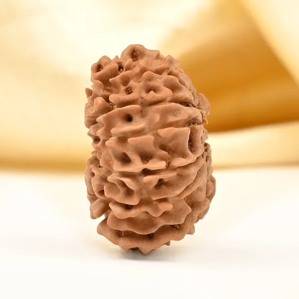 14_Mukhi_From_Nepal_Tiny_Xxxvi