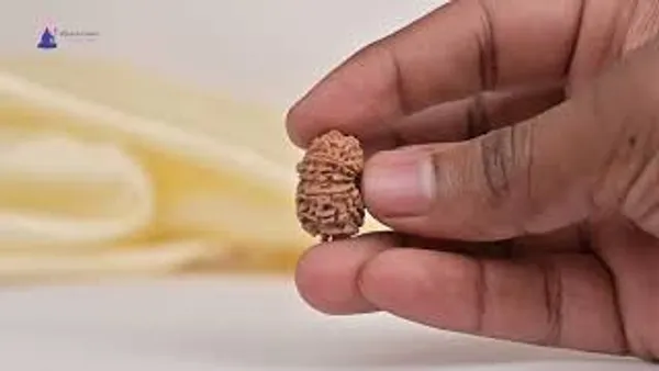 14_Mukhi_From_Nepal_Tiny_Xxxvi