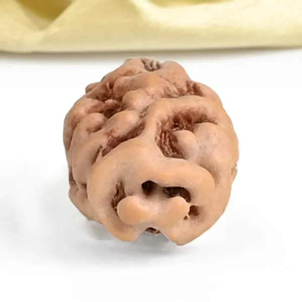 1_Mukhi_From_Java_Indonesia_Large_Lxviii