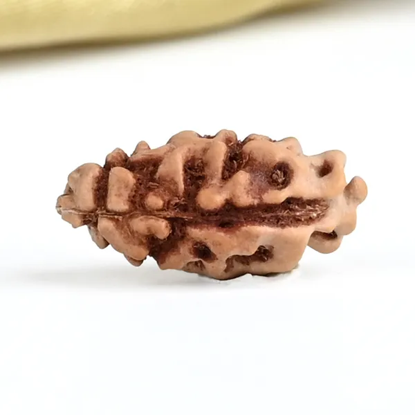 1_Mukhi_From_Java_Indonesia_Large_Lxviii
