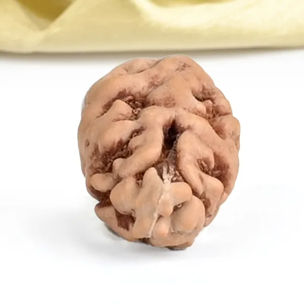 1_Mukhi_From_Java_Indonesia_Large_Lxviii