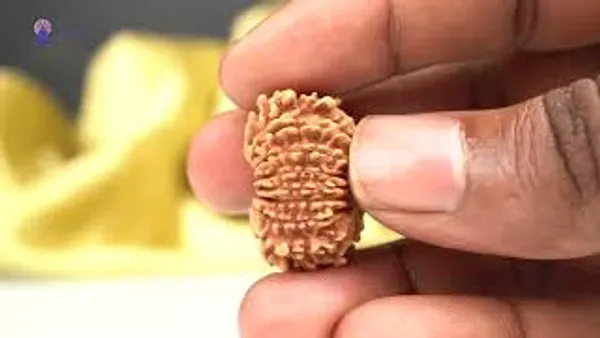 Techpandit_16_Mukhi_Nepali_Rudraksha_Bead_Small