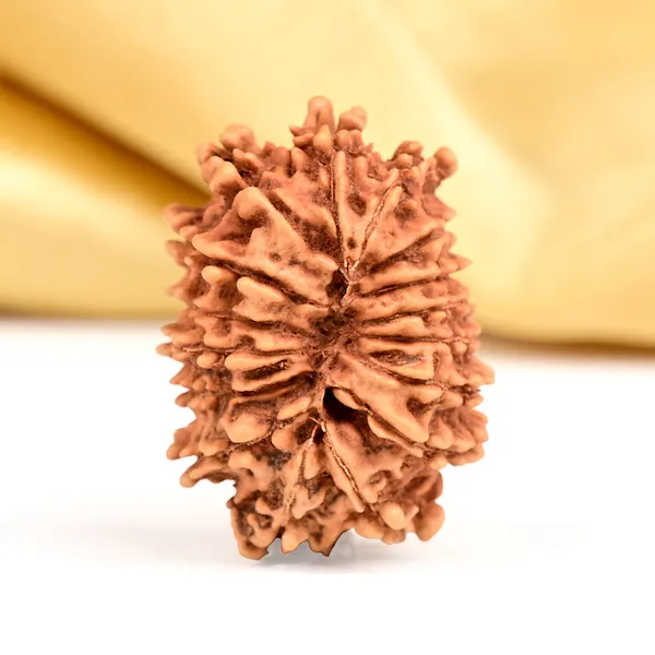 Techpandit_16_Mukhi_Nepali_Rudraksha_Bead_Small