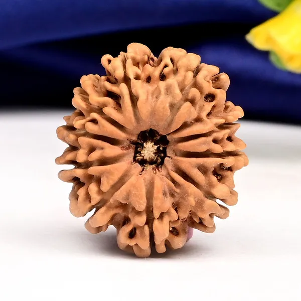 10_Mukhi_From_Nepal_Small_Ccciv
