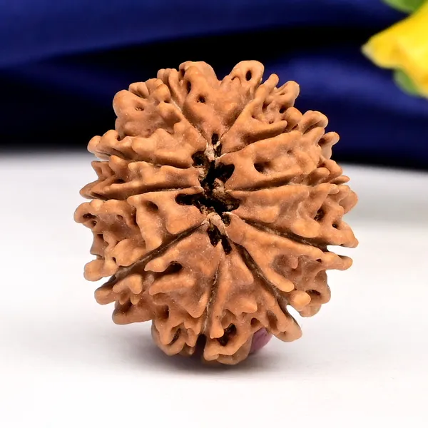 10_Mukhi_From_Nepal_Small_Ccciv