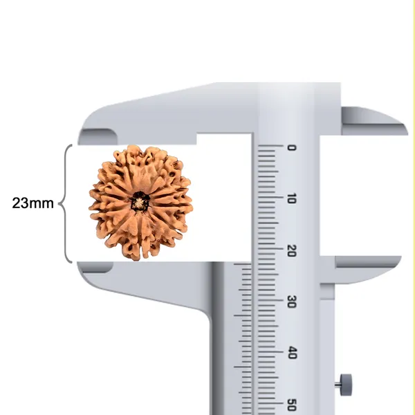 10_Mukhi_From_Nepal_Small_Ccciv