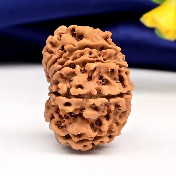 10_Mukhi_From_Nepal_Small_Ccciv