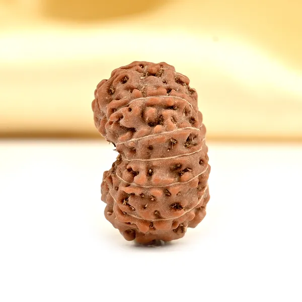 Techpandit_13_Mukhi_Rudraksha_Bead_Java_Indonesia